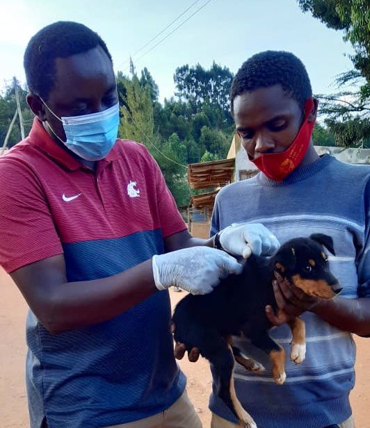 A Call To Accelerate An End To Human Rabies Deaths Centre For   Rabies STM 